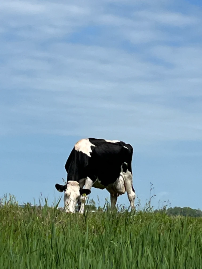 Friese koe in de wei